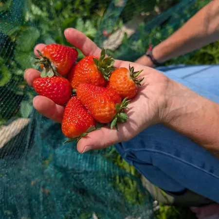 La Fattoria Al Crocefisso Pieve Fosciana