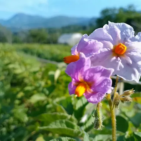 Landhaus La Fattoria Al Crocefisso *