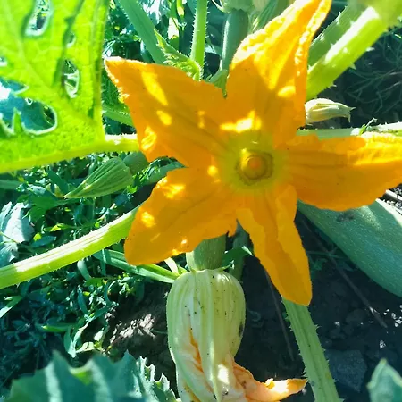 Landhaus La Fattoria Al Crocefisso Pieve Fosciana
