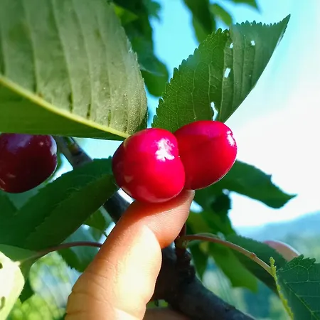La Fattoria Al Crocefisso Pieve Fosciana
