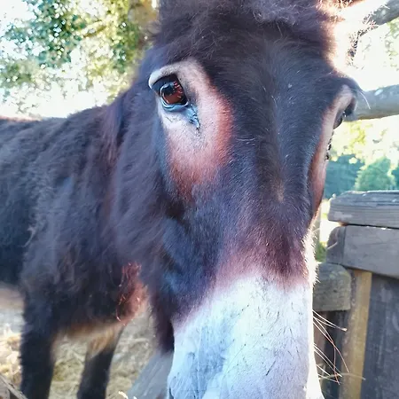 La Fattoria Al Crocefisso * Pieve Fosciana