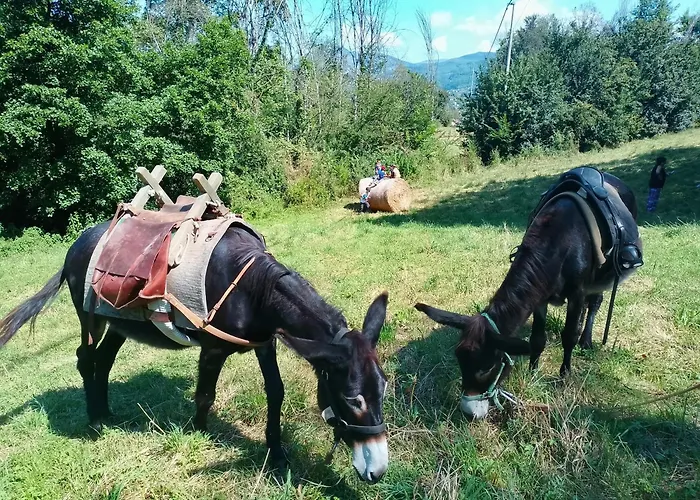 La Fattoria Al Crocefisso * Pieve Fosciana